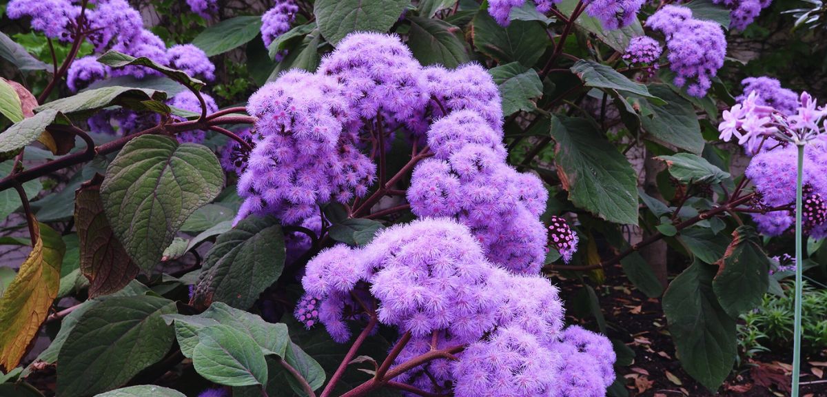 Clusters of vibrant purple flowers with fuzzy petals, typical of autumn flowering plants, grow among large green leaves in a garden setting.