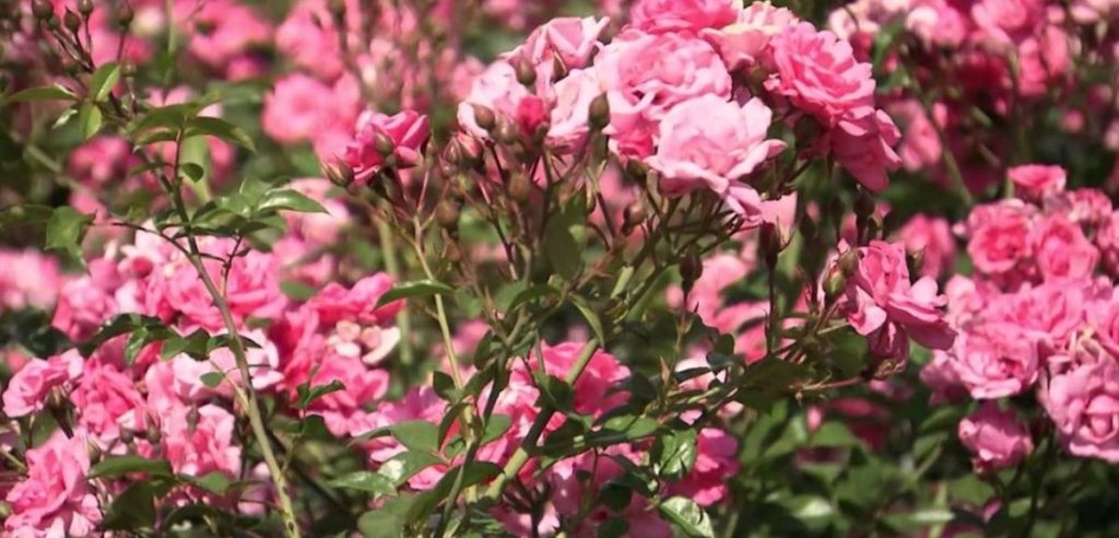 A cluster of blooming pink roses, celebrated among autumn flowering plants, is shown with green leaves in bright sunlight.