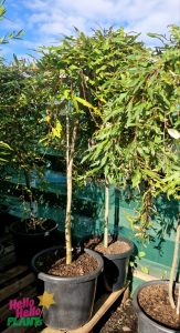 Several Grevillea 'Aussie Crawl' 16" Pot (Standard) plants with slender trunks and green leaves are arranged on a wooden pallet outdoors under a partly cloudy sky.