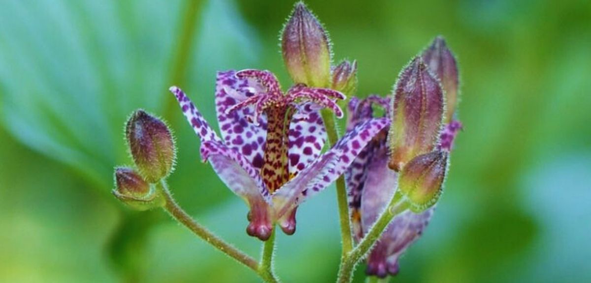 Close-up of a toad lily flower, one of the unique autumn flowering plants, with purple spots and hairy buds, set against a blurred green background.
