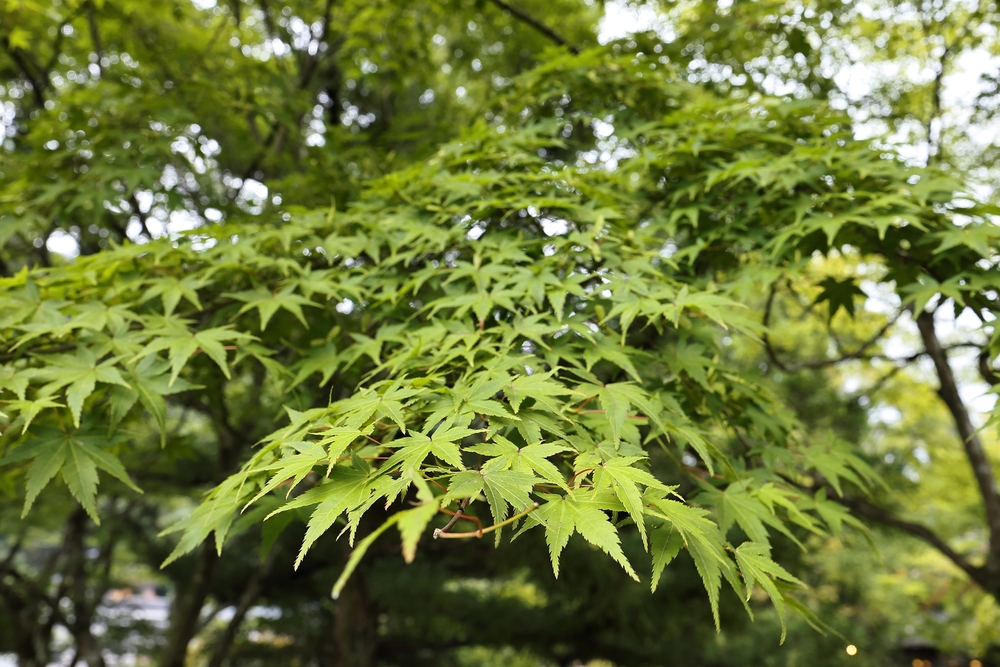 Close-up of Acer 'Oliver's Maple' leaves in an 8" pot, displayed with a soft-focus backdrop of vibrant foliage.