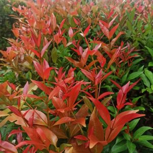 The Acmena 'Sunrise' Dwarf Lilly Pilly 8" Pot features dense growth with vibrant red and green new foliage. This hardy plant is ideal for pots or hedges and comes in a convenient 8-inch pot for easy planting.