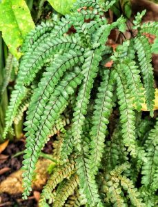 Close-up of Adiantum 'Rough Maidenhair Fern' fronds with segmented leaves in an 8" pot, set against a natural foliage and soil background.