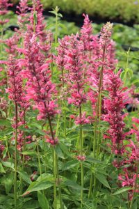 Clusters of bright pink, tubular flowers with tall green stems flourish in the dappled shade beneath an Acer 'Stardust' Maple 8" Pot in a garden setting.