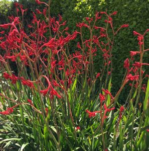 Anigozanthos 'Bush Dance' Kangaroo Paw in a 6" pot features green, strap-like leaves and vibrant blooms, thriving against a lush hedge on a sunny day.