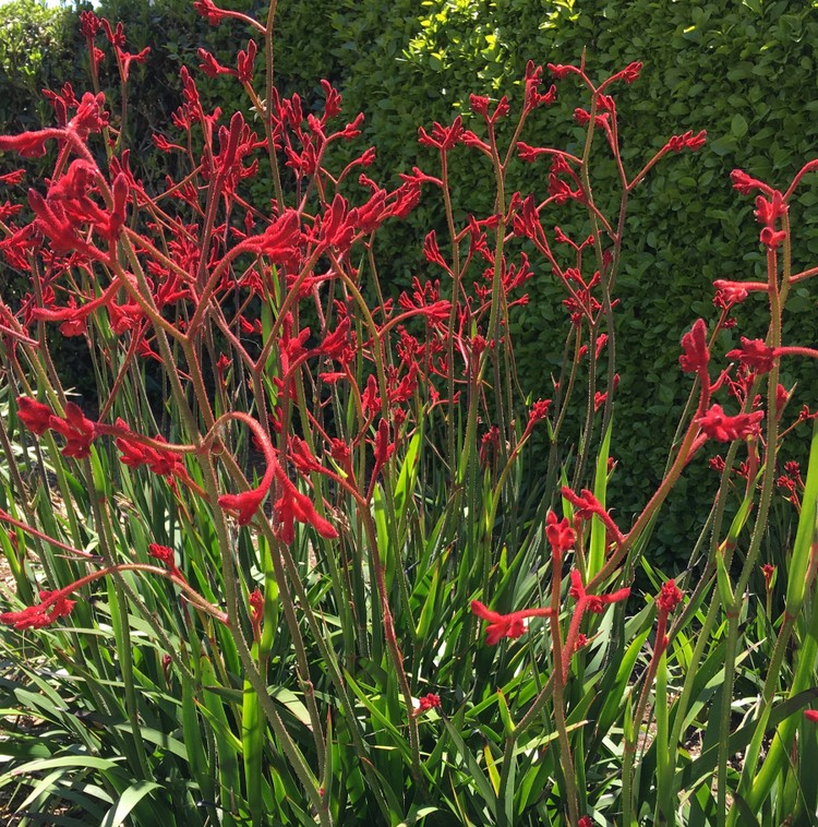 Anigozanthos 'Bush Dance' Kangaroo Paw in a 6" pot features green, strap-like leaves and vibrant blooms, thriving against a lush hedge on a sunny day.
