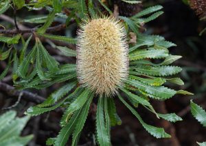 A close-up of a Banksia flower, featuring a cylindrical, spiky yellow inflorescence surrounded by serrated green leaves.