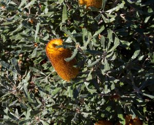 A Banksia 'Swamp Oak Banksia' 6" Pot displays a yellow and orange flower with serrated green leaves, all basking in the sunlight.