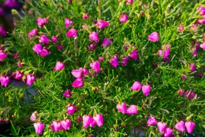 Boronia 'Celebration' 6" Pot is a dense shrub with thin green leaves and numerous small, bright pink, bell-shaped flowers.