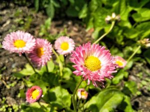 Close-up of Bracteantha 'Dreamtime Jumbo Red Ember' flowers in a 6" pot, showcasing their daisy-like red petals with yellow centers surrounded by green leaves and soil.