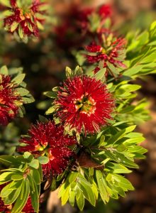 Callistemon 'Matthew Flinders' 6" Pot features red, spiky flowers blooming among green leaves, highlighted by natural sunlight and a few dried brown leaves.