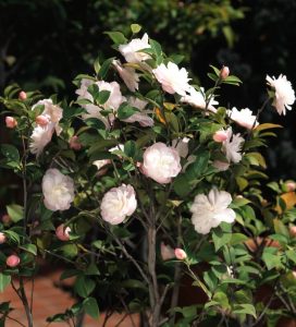 The Camellia ‘Cinnamon Cindy’ 6” Pot features many light pink flowers and buds amid green leaves, presented against a dark, blurred background.