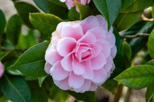 The Camellia ‘Nuccio’s Pearl’ 6” Pot features vibrant pink blooms and lush green foliage, adding elegant beauty to any space.