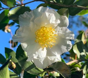 The Camellia ‘Twilight’ in a 6” pot features elegant white blooms with yellow stamens and lush green leaves, glowing in sunlight—an ideal way to brighten your space.