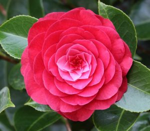 A close-up of a Camellia ‘Twilight’ 6” Pot shows overlapping pink petals surrounded by glossy green leaves.