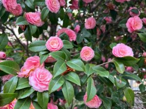 Close-up of Camellia ‘Happy Holidays’ in a 6” pot, showcasing abundant pink flowers and shiny green leaves—an ideal festive gift for spreading holiday cheer.