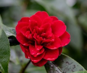 Close-up of Camellia ‘Midnight Magic’ in a 6” pot, featuring a red flower with water droplets on its petals and surrounded by green leaves.