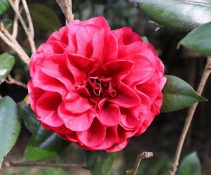 A vibrant pink Camellia ‘Nuccio’s Bella Rossa’ blooms among glossy green leaves, perfect for brightening your garden. Available in a 6” pot.