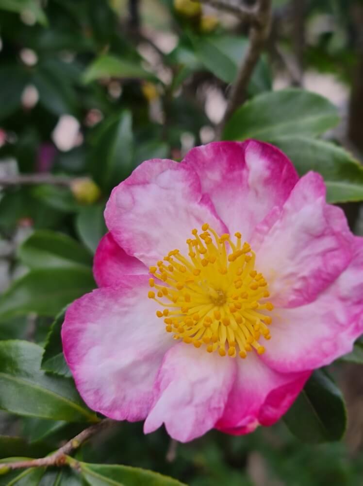 Close-up of Camellia ‘Something Special’ in a 6” pot, featuring pink and white blooms with yellow stamens, surrounded by green leaves and a softly blurred background.