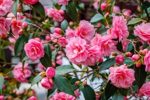 Camellia 'Silver Anniversary' 6” Pot features clusters of blooming pink flowers and dark green leaves on a healthy shrub.