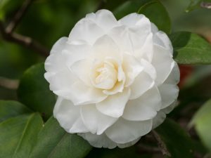 The Camellia ‘Twilight’ 6” Pot displays white, beautifully layered petals in full bloom, set among lush green leaves.