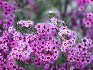 Chamelaucium 'Kerryn' Geraldton Wax 6" Pot features clusters of small pink and white blooms with dark centers on green stems, showcased against a softly blurred background of similar flowers.