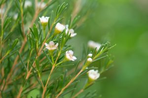 Close-up of Chamelaucium 'Dawn Pearl' Geraldton Wax in a 6" pot, featuring slender green leaves and small white flowers against a blurred green background.