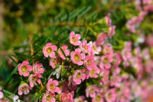 Close-up of a cluster of small pink Chamelaucium 'Carousel' Geraldton Wax blooms in a 6" pot, with green leaves in the background.