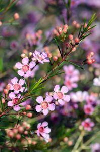 Close-up of Chamelaucium 'Morning Delight' Geraldton Wax 6" Pot, featuring pink wax flowers, small round buds, and slender green leaves against a softly blurred background.
