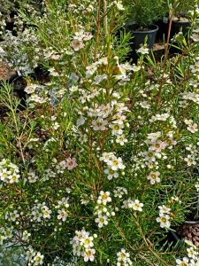 Chamelaucium 'Giselle' Geraldton Wax in a 6" pot features thin green leaves and clusters of small white and pale pink flowers, making it ideal for outdoor gardens.