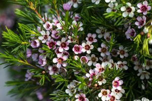 A close-up of Chamelaucium 'Cha Cha' Geraldton Wax in a 6" pot, showing small white flowers with dark pink centers among thin, needle-like green leaves.