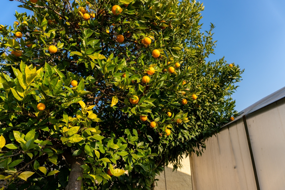 A Citrus ‘Arnold’ Blood Orange 4L tree with ripe fruit grows by a beige wall under a clear blue sky.