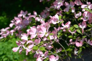 Cornus 'Cherokee Chief' Dogwood in a 6” pot features vibrant pink blossoms and lush green leaves, ideal for adding color to your garden.