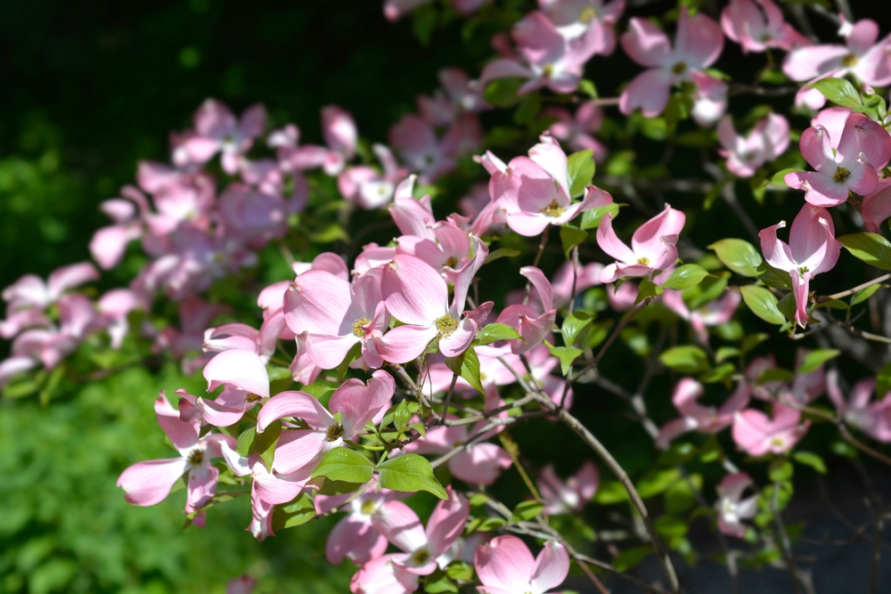 Cornus 'Cherokee Chief' Dogwood in a 6” pot features vibrant pink blossoms and lush green leaves, ideal for adding color to your garden.