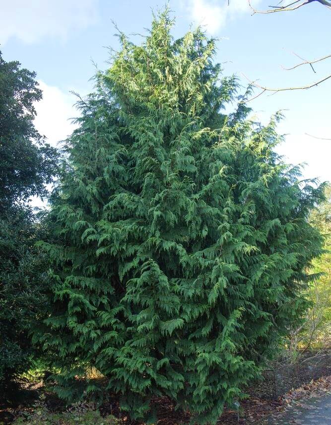 The Cupressus 'Naylor's Blue' Conifer in a 15cm pot is a dense, large evergreen with feathery green foliage, ideal for outdoor planting among other vegetation.