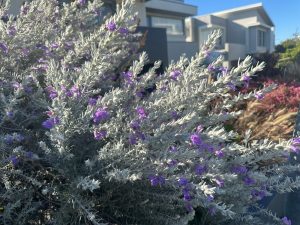 Eremophila 'Hello Cocky' Emu Bush in a 6" pot features silvery-grey foliage and small purple flowers, making a striking display in front of a modern house on a sunny day.