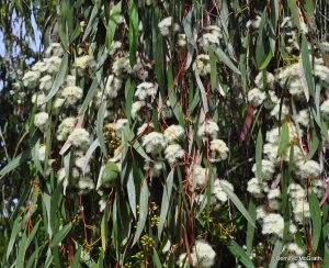 Eucalyptus 'Large Fruited Mallee' 6" Pot features elongated green leaves, clusters of white flowers, and round buds—ideal for adding unique beauty to your space.