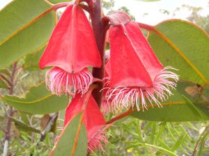 Eucalyptus tetraptera square fruited mallee gum