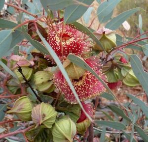 Eucalyptus 'Square Fruited Mallee' features clusters of red flowers with long stamens, green capsule buds, and elongated grey-green leaves. Ideal for your garden, available in a 6" pot.