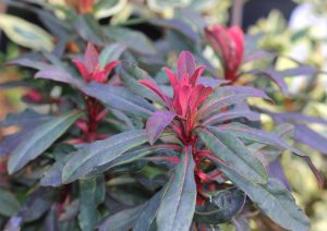 A close-up of the Euphorbia 'Ruby Glow' in a 6" pot, featuring dark green leaves and vivid bright red new growth at the stem tips.