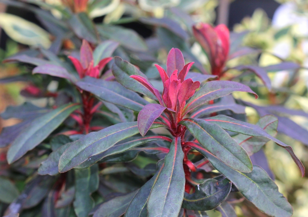 A close-up of the Euphorbia 'Ruby Glow' in a 6" pot, featuring dark green leaves and vivid bright red new growth at the stem tips.