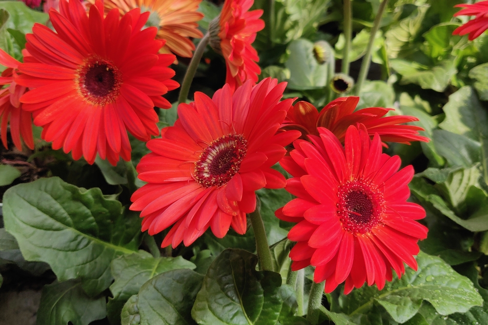 Bright red gerbera daisies in bloom with green leaves in the background.