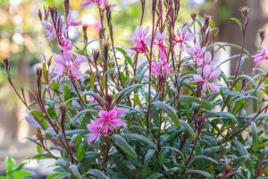 The Gaura 'Confetti Pink' Butterfly Bush in a 6″ pot features slender stems and vibrant pink flowers, blooming outdoors amid lush green foliage and a softly blurred natural background.