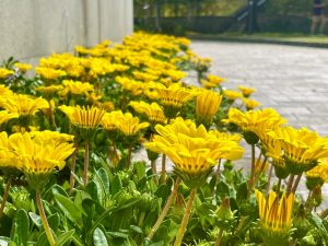 A row of Gazania 'Buccaneer' in 6" pots displays vibrant yellow blooms and green foliage beside a paved walkway, set against a softly blurred background.