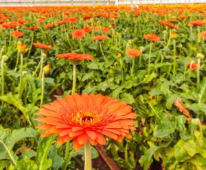 Close-up of an orange gerbera daisy in sharp focus with many similar daisies and green leaves growing in rows in a greenhouse.