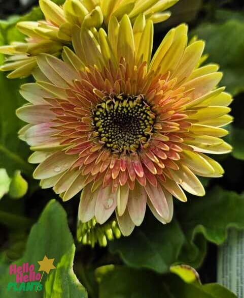 A close-up of Gerbera ‘Joybera Milkshake’ blooming in a 6” pot, surrounded by green leaves. The "Hello Hello Plants" logo is visible in the bottom left corner.