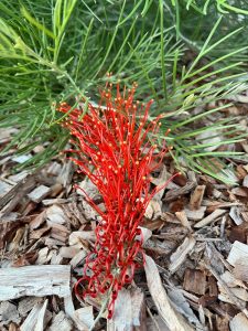 The vivid Grevillea 'Pink Profusion' PBR in a 6" pot shows off long, curved pink flowers among green leaves and mulch, creating a striking contrast with nearby Grevillea 'Lemon Baby' plants.