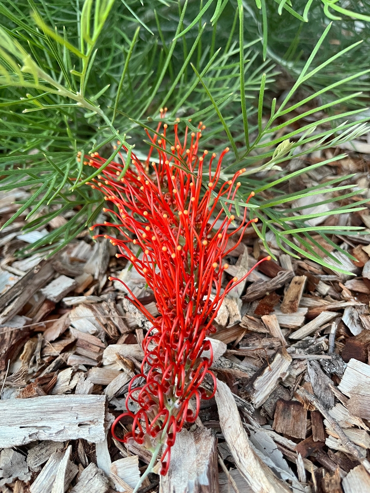 The vivid Grevillea 'Pink Profusion' PBR in a 6" pot shows off long, curved pink flowers among green leaves and mulch, creating a striking contrast with nearby Grevillea 'Lemon Baby' plants.