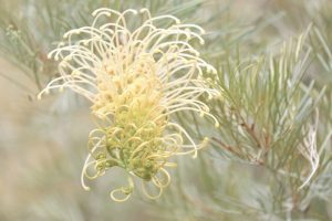 A close-up of a Grevillea 'Pink Profusion' PBR flower with curled petals, surrounded by slender green leaves in a 6" pot.