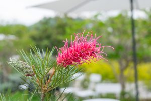 Close-up of a Grevillea 'Carramar Yellow' flower in a 6" pot, with green leaves and a blurred garden background featuring foliage and a white umbrella.